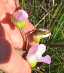 Eulophia cucullata