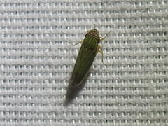 Xyphon reticulatum