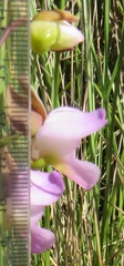 Eulophia cucullata