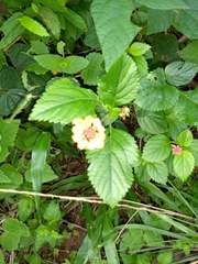 Lantana achyranthifolia