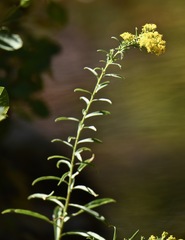 Solidago spectabilis