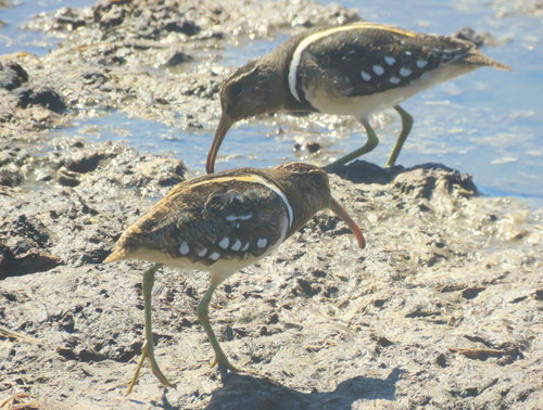 Nycticryphes semicollaris