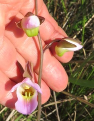 Eulophia cucullata