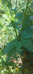 Ranunculus cortusifolius image