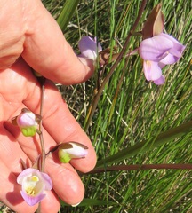Eulophia cucullata