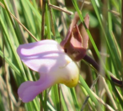 Eulophia cucullata