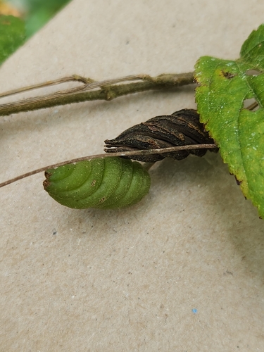 Image of Helicteres guazumifolia by (c) Jo Roberts, some rights reserved (CC BY)