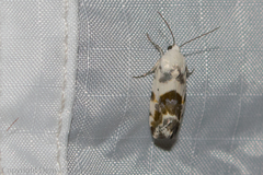 Ponometia erastrioides
