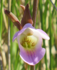 Eulophia cucullata
