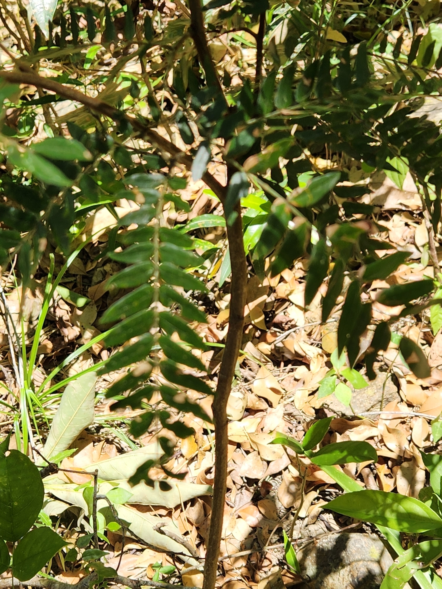 Guadeloupe Blackbead (Cojoba graciliflora)