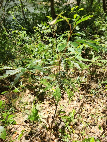 Image of Guadeloupe Blackbead (Cojoba graciliflora) by (c) Jo Roberts, some rights reserved (CC BY)