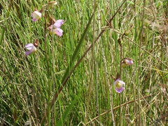 Eulophia cucullata