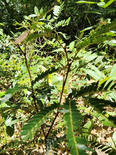 Image of Guadeloupe Blackbead (Cojoba graciliflora) by (c) Jo Roberts, some rights reserved (CC BY)