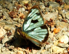 Dynamine postverta mexicana