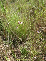 Eulophia cucullata