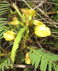 Chamaecrista comosa