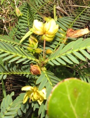 Chamaecrista comosa