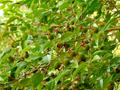Psidium sartorianum
