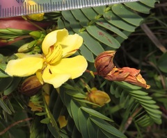 Chamaecrista comosa