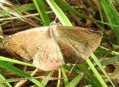 Cratoptera