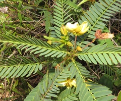 Chamaecrista comosa