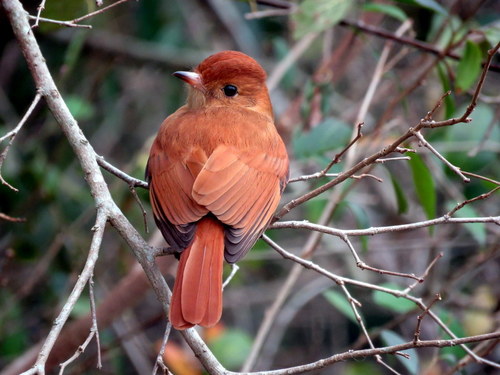 Casiornis rufus
