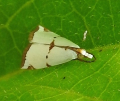 Argyria lacteella
