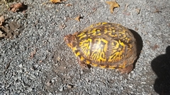 Terrapene carolina carolina