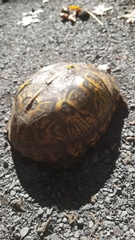 Terrapene carolina carolina