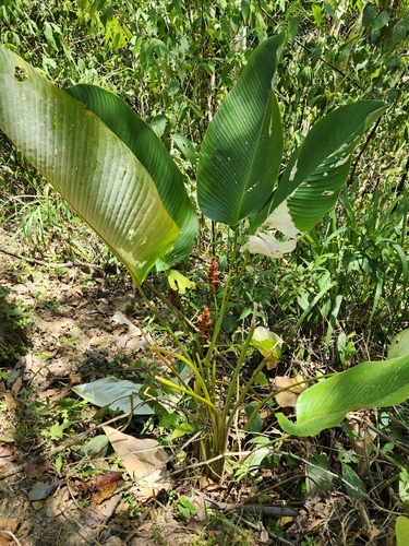 Image of Calathea lutea by (c) Jo Roberts, some rights reserved (CC BY)
