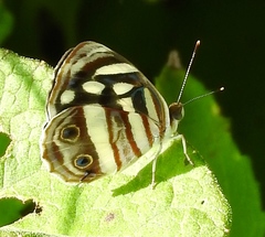 Dynamine postverta mexicana