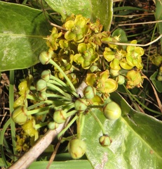 Salacia kraussii
