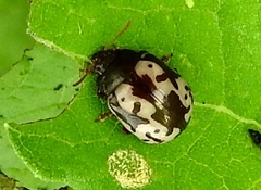 Calligrapha intermedia