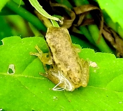 Tlalocohyla smithii
