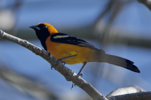 Hooded Oriole (igneus)