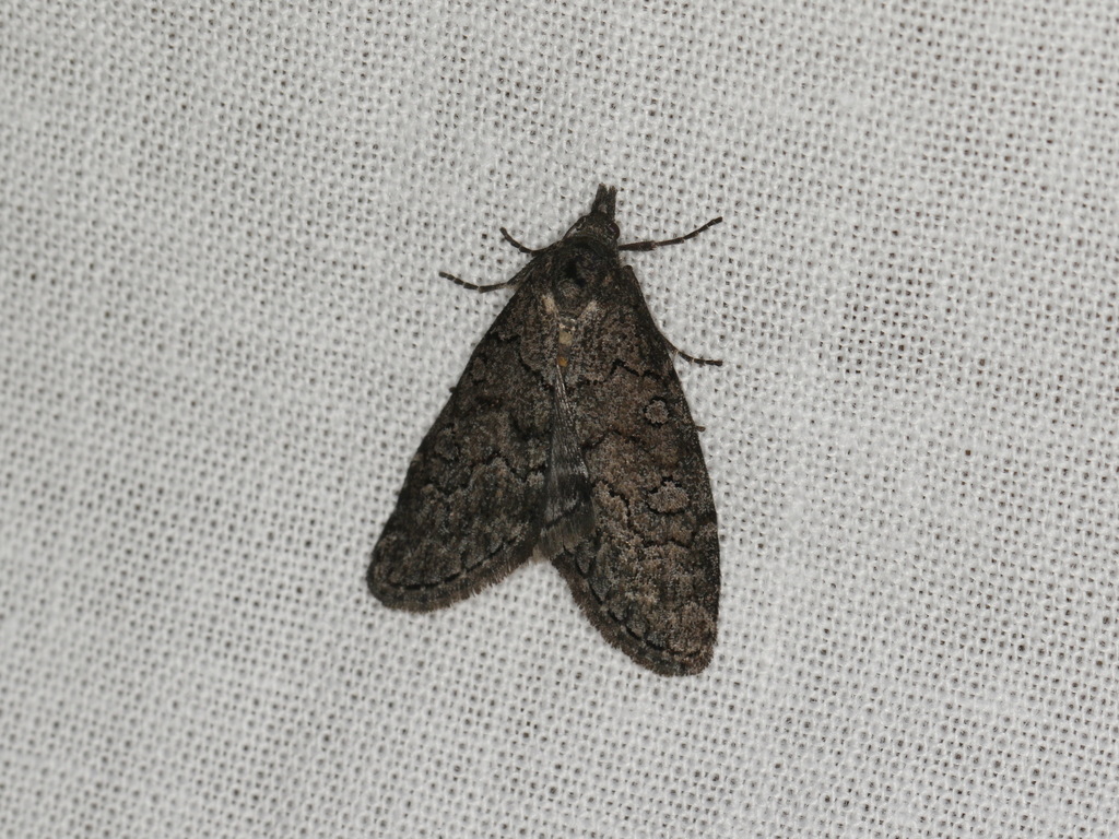 Stauropus euryscia