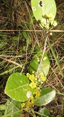 Salacia kraussii