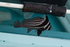 Eques punctatus