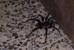 Cyrtopholis portoricae