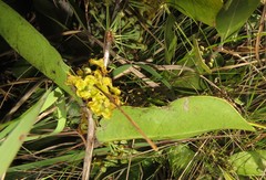 Salacia kraussii