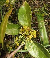 Salacia kraussii