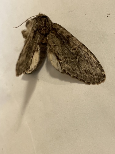 faléra veľká (Peridea anceps)