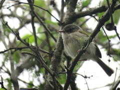 Hemitriccus margaritaceiventer