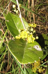 Salacia kraussii