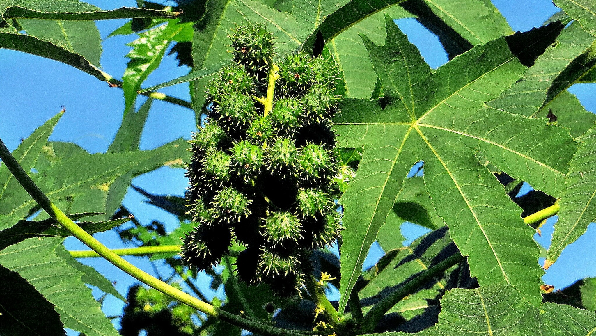 Ricinus communis