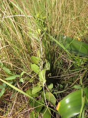 Salacia kraussii