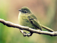 Phylloscartes ventralis