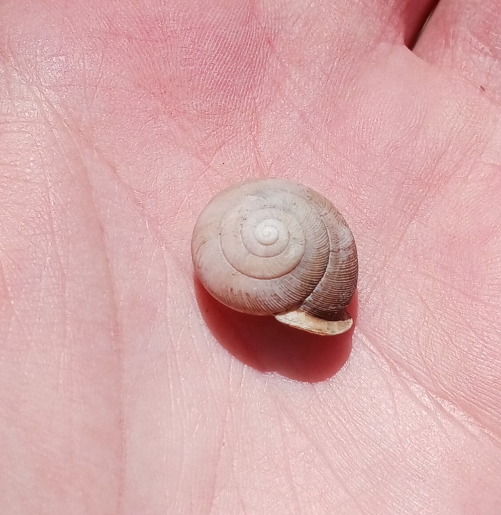 Toothed Globe Snail from Downtown, Indianapolis, IN, ÉtatsUnis on