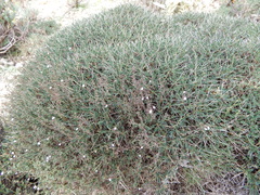 Astragalus balearicus