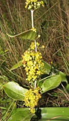 Salacia kraussii